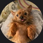 ginger hunter - @_gingergram2019 - Instagram