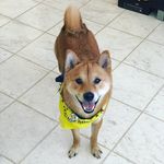 Ginger Hunter - @gingerhunter_ - Instagram