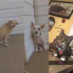 Ginger, Hunter,Lulu - @ginger_hunter_lulu_ - Instagram
