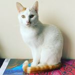 H͙u͙n͙t͙e͙r͙ - @hunter_ginger_cat - Instagram