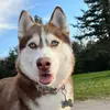 Ginger la Husky - @ginger.husky9 - TikTok