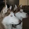 GingerHuskies - @gingerhuskies - TikTok