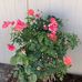 Ginger Inman - Facebook