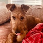 Ginger Ireland - @lifewithginger2 - Instagram