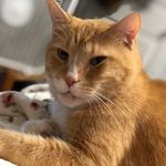 Shylo Ireland 😽 - @shylo.ireland_thegingercat - Instagram