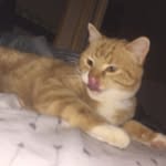 ginger - @gingerbrisley - Instagram