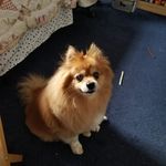 Ginger Iverson - @gngrsnap55 - Instagram