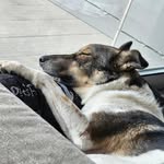 @__ginger.jack__ - Instagram