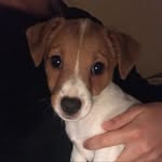 @gin_ger_jack - Instagram
