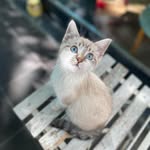 Gingerjack - @gingerjack_the_cat - Instagram