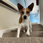 The Life of a Ginger Dog - @ginger_jack_russell - Instagram