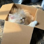 Mister Jaeger - @jaegertheginger - Instagram