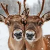 ˊ 🦌ིྀ 𝘨𝘪𝘯𝘨𝘦𝘳𝘫𝘢𝘺 ܀ ! - @winterrjayla - TikTok