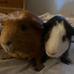 Jay-Jay & Ginger 🐹🥰 - @ginger_jay_brothers - Instagram