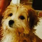 Ginger Daisy Jenkins - @ginger_savage_jenkins - Instagram