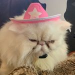 The Ginger Jenner - @peppa_pigs_spam_ - Instagram