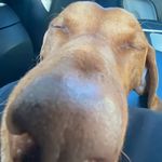 Chester - @chester_the_ginger_jester - Instagram