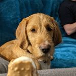 Jester - @jester_the_ginger - Instagram