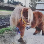 Ginger The Shetland - @ginger.the.jolly.pony - Instagram