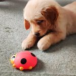 Ginger Joseph🐕 - @ginger_joseph11 - Instagram