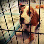 Ginger Joseph - @gingerthebeagle12 - Instagram
