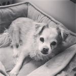 Ginger Joseph - @gingerthedog_1 - Instagram