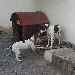 Ginger & Kaiser - @gingerykaiser - Instagram