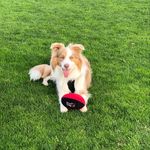 Kaiser - @kaiserthegingercollie - Instagram