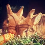Ginger+Karlchen - @ginger_and_karlchen - Instagram