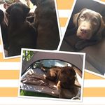 Ginger🐶 & Kay🐶 - @gingerkaynl - Instagram
