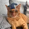 🐈 keith 🐈 - @gingerkeiththecat - TikTok