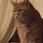 Keith The Ginger Cat - @ginge.rkeith - Instagram