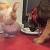 Mr Cat - @ginger_keith - TikTok