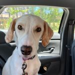 Ginger Kenny Hablutzel - @ginger_ginny_gingin - Instagram