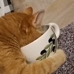 Kenny - @kenny_ginger_cat - Instagram