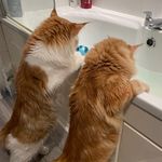 @ginger_miracle_kent - Instagram