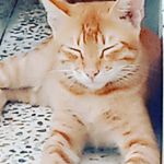 GINGER KHAN - @jin_jar_kaan - Instagram