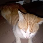 Ginger Khan - Facebook