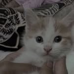 Ginger khan - @ginger.khan - Instagram