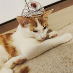 @ginger_khan_cat - Instagram