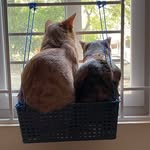 Ginger khan, Mie Mie and Bella Khan - @ginger_and_mie - Instagram