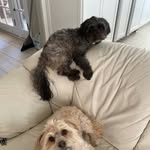 Seda Hami - @ginger_khanom - Instagram