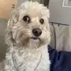 ginger - @ginger.kiddd16 - TikTok