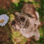 Ginger Kidd 🐶 - @gingerkidd_ - Instagram