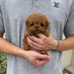Ginger kim - @ginger_the_teacuppoodle - Instagram