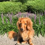 Ginger Kim - @gingerthedachshund2015 - Instagram