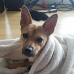 Ginger Kim - @gingivitisk9 - Instagram