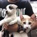 Ginger &amp; Kinder - Facebook