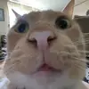 Ginger_King - @ginger_king12 - TikTok