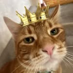 GingerKing Simba - @gingerkingsimba.nj - Instagram